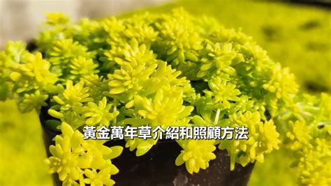 黃金萬年草花語|黃金萬年草 (護理, 特徵, 花, 圖片)